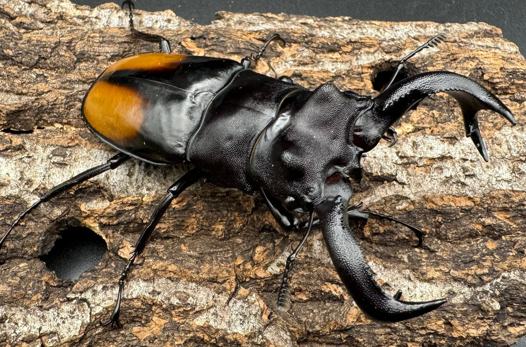 【WD】《セアカフタマタクワガタ 84mm ペア》