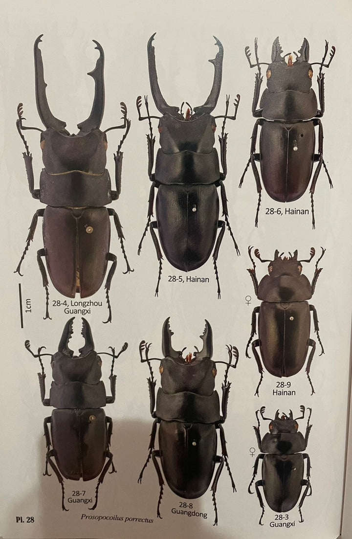 【WD】貴重種《ポレクトゥスノコギリクワガタ 48.5mmUP ペア》