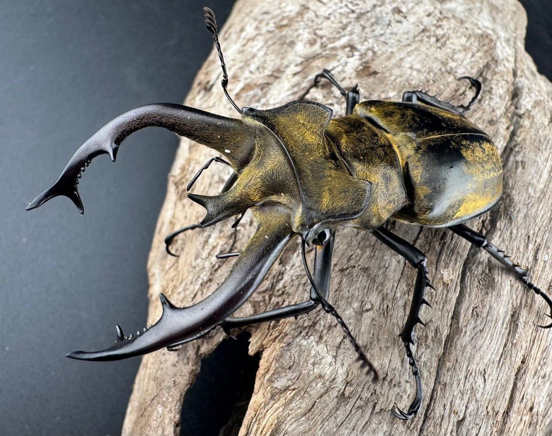 【WD】《フルキフェルミヤマ 68mm ペア》