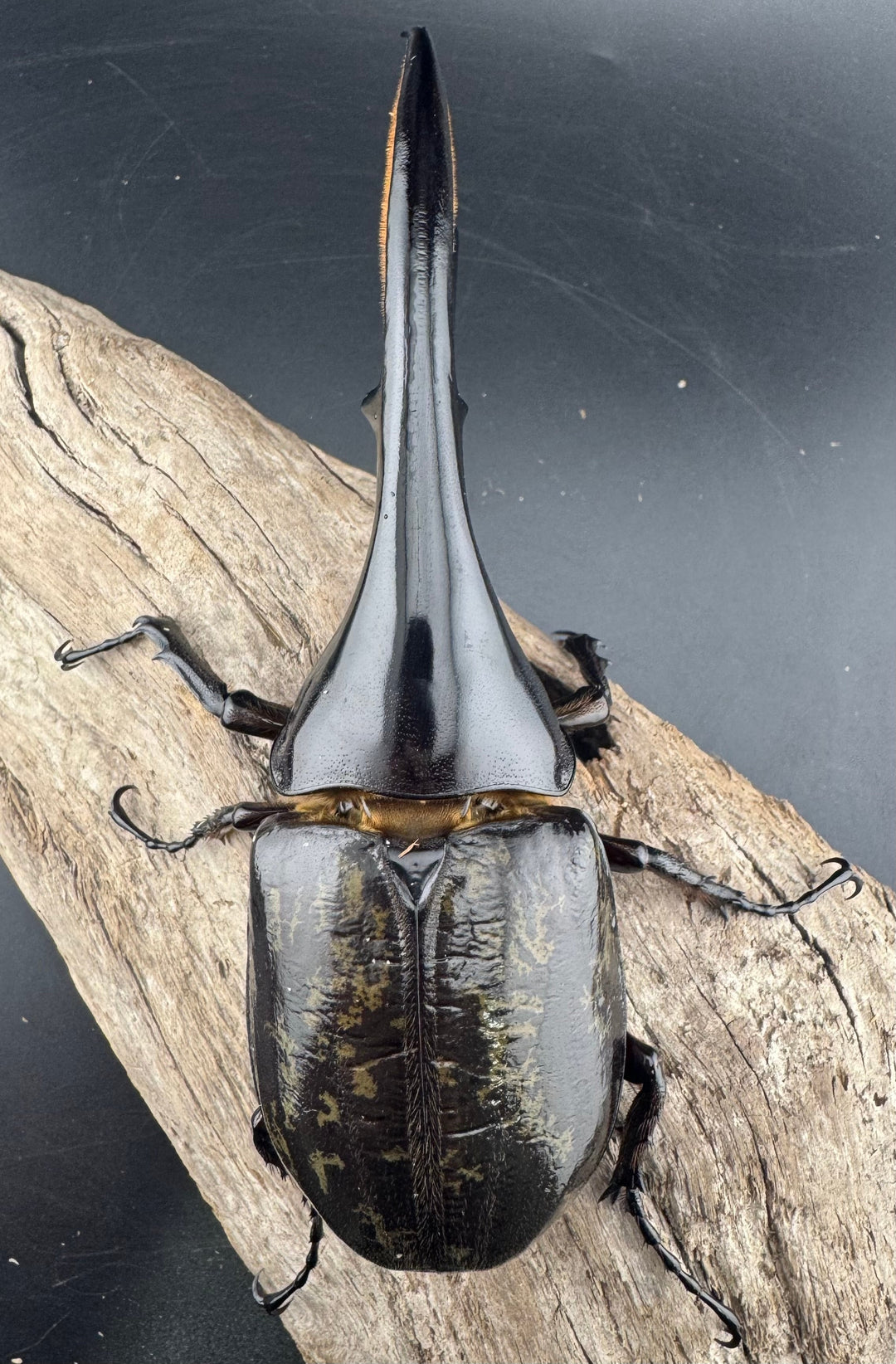 《ヘラクレス・ヘラクレス 141mm ペア》