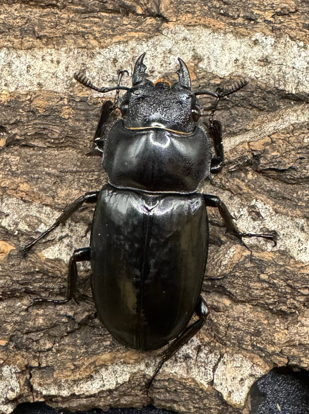 【WD】《セアカフタマタ（パリーフタマタ） 77mm ペア》