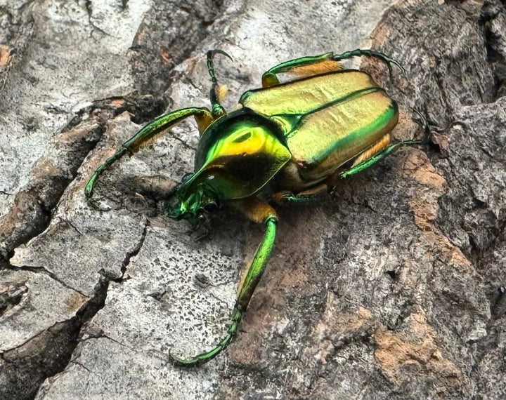 【WD】《ルマウィンヒメカブトハナムグリ ペア》