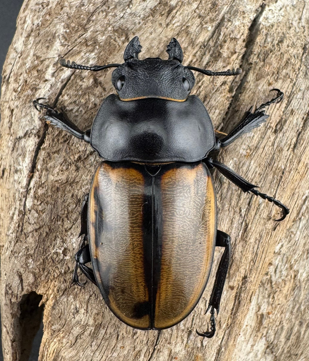 【WD】大型《カステルナウディツヤ 80mm A’品ペア》