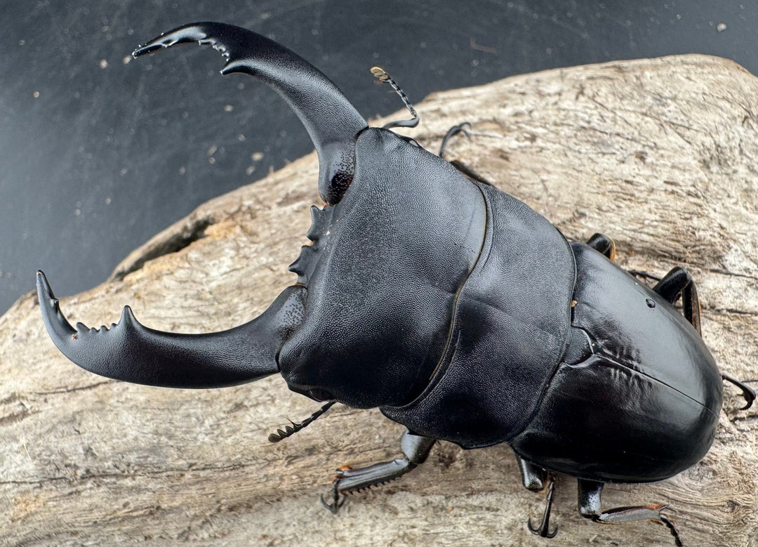 【WF2】《テイオウヒラタクワガタ 87mm ペア》