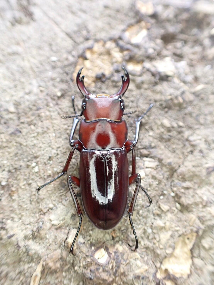 【WD】《モートゥオセスジ原名亜種 ペア》