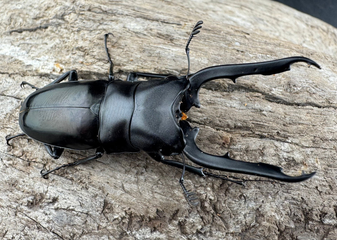 【WD】《ブッダノコギリ ミンダナオ産 52mm ペア》