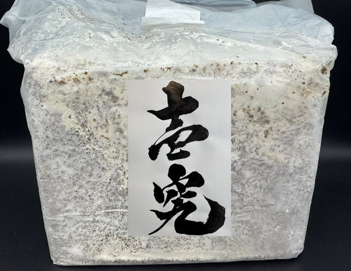 【壱究】オオヒラタケ ブロック 3500cc