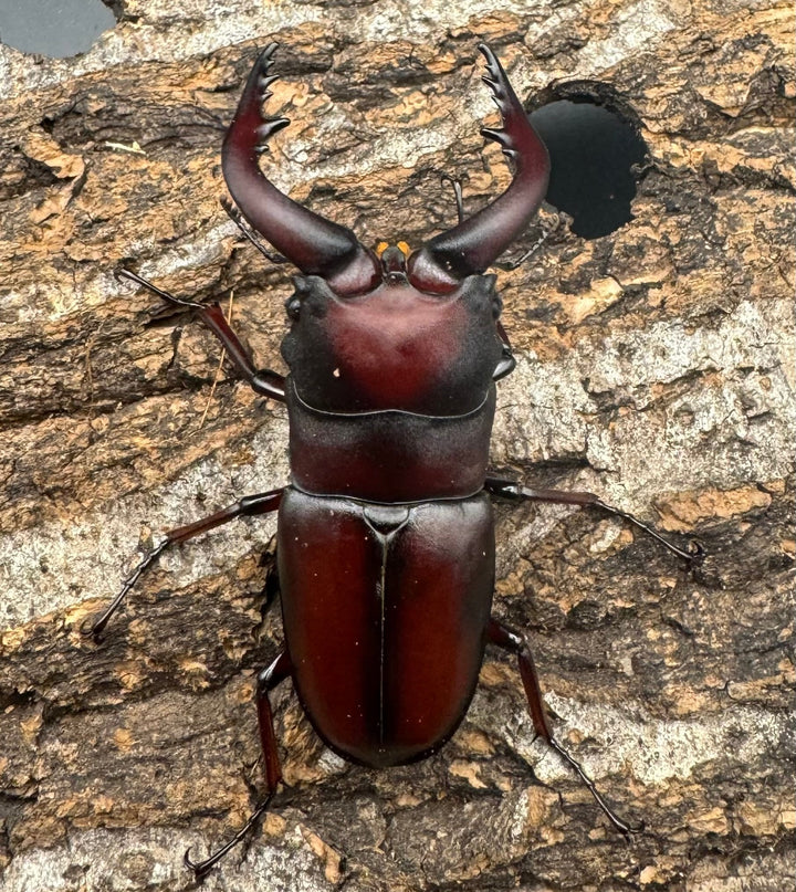 【WF1】《本土ノコギリクワガタ 八王子産 58mm ペア》