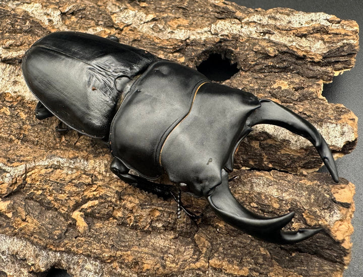 《オオクワガタ TT川西血統 82mm ペア》ヒート氏ブリード個体