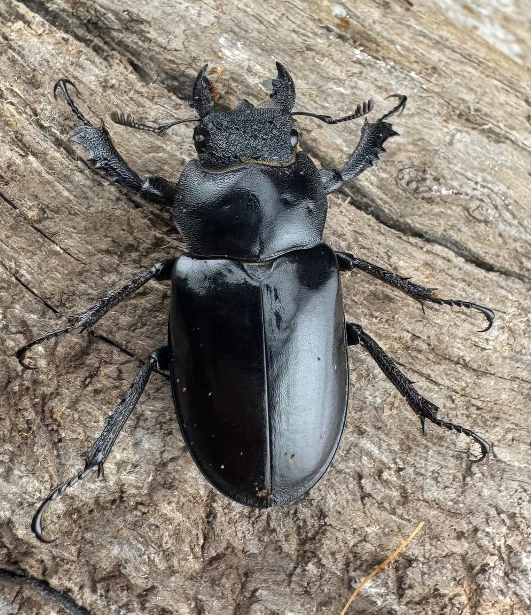 【WD】《ルディビナエミヤマ 34.5mm ペア》