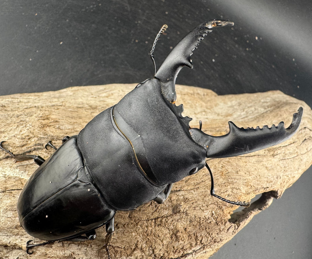 【WD】大型《ミンダナオヒラタ マラグサン産 94mm ペア》