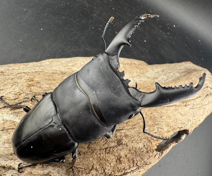 【WD】大型《ミンダナオヒラタ マラグサン産 94mm ペア》