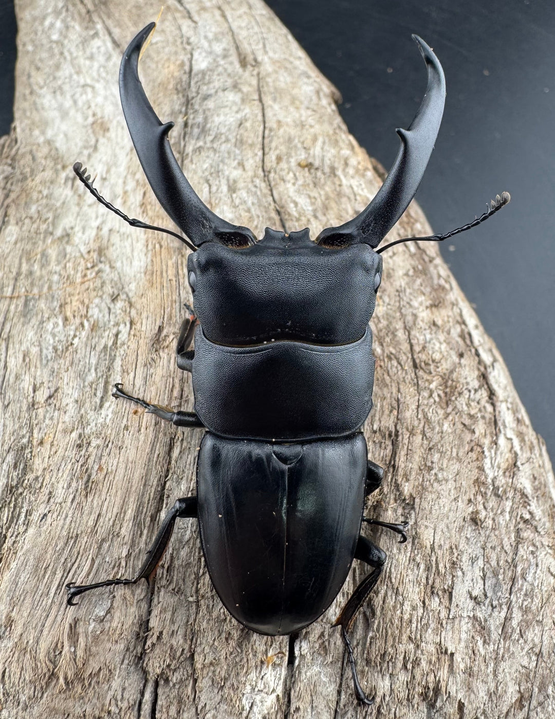 【WD】《ウンナンヒラタ(内歯消滅タイプ) 貴州省産 67mm A'品ペア》