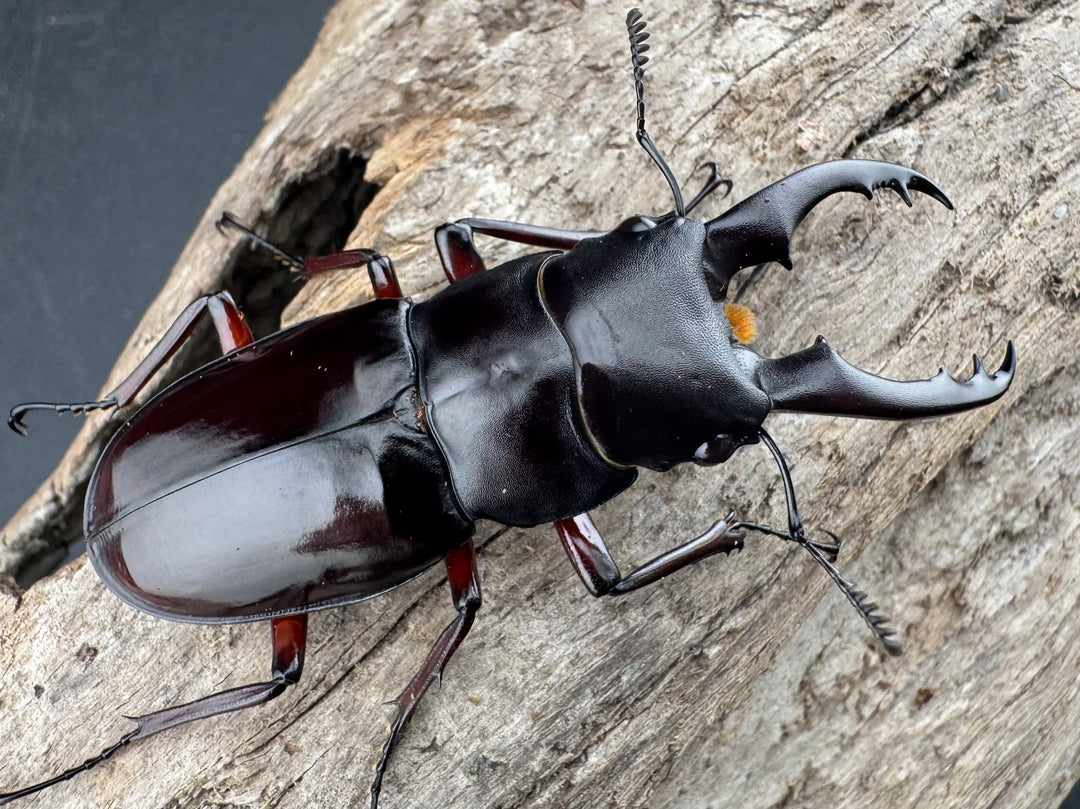 《ボーリンフタマタ亜種バミノルム 57mm ♂♀♀トリオ》