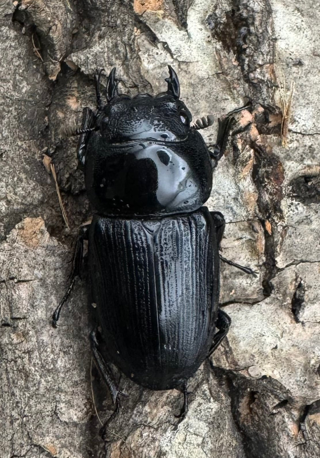 【WD】《パラワンパリーオオクワ 60mmペア》