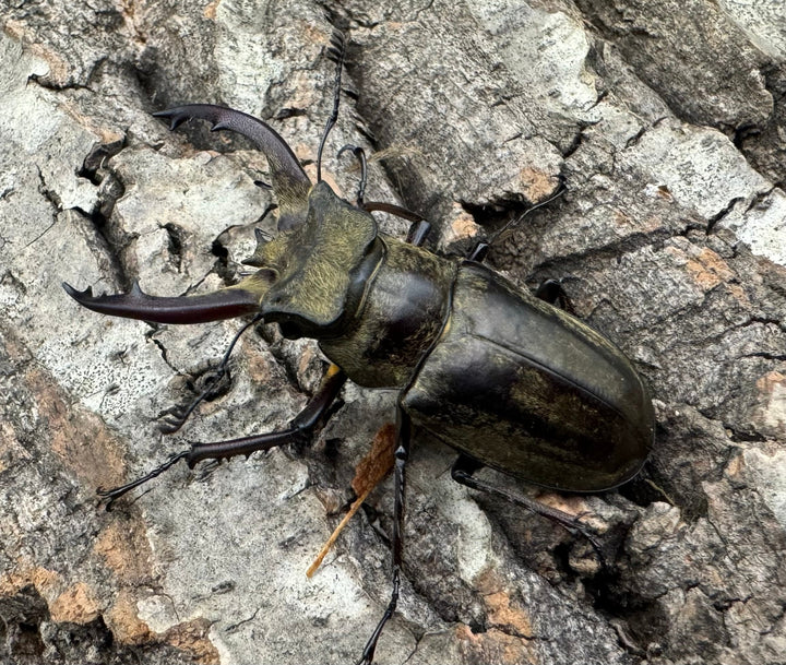 【WD】《チベットミヤマ原名亜種 51mm ペア》