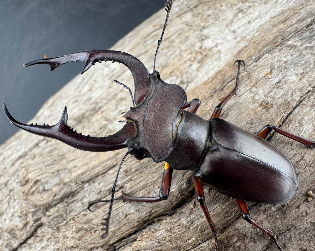 【WD】《デューベイアヌスミヤマ ssp. 60mm ペア》