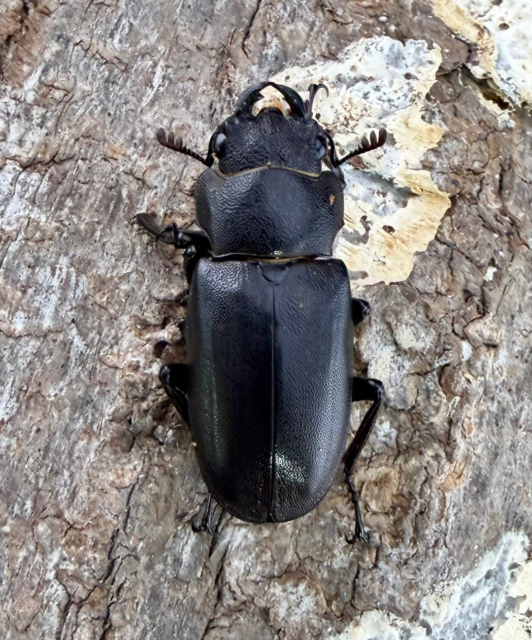 《メタリフェルホソアカ亜種フィナエ 83mm パープル系 ペア》