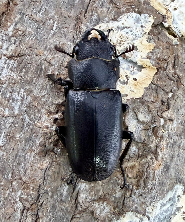 《メタリフェルホソアカ亜種フィナエ 83mm パープル系 ペア》