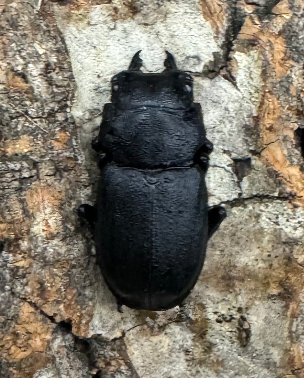 《オパクスソリアシサビクワ 27mm ペア》わたくわ氏ブリード個体