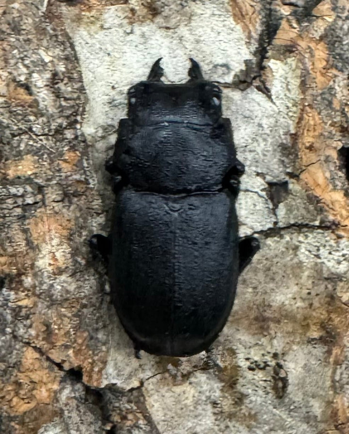 《オパクスソリアシサビクワ 27mm ペア》わたくわ氏ブリード個体