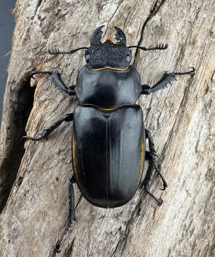 【WD】《フルキフェルミヤマ 67mm ペア》