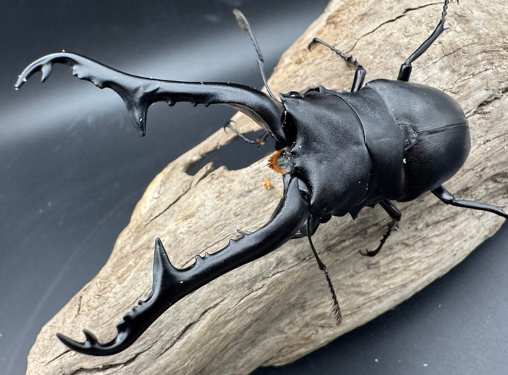 《ギラファノコギリ亜種ケイスケ 111mm ペア》