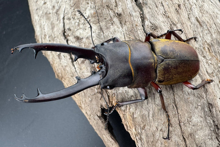 【WD】《ドエスブルグノコギリ亜種mkkiensis 66mm ペア》