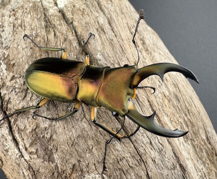 《エラフスホソアカ 52.5mm ペア》