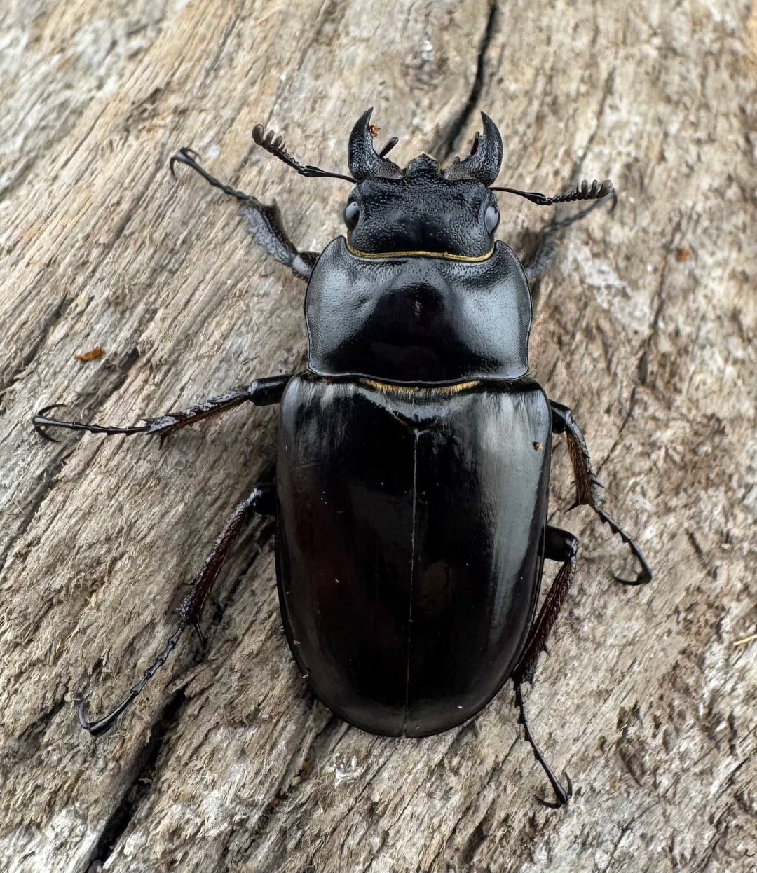 【WD】《プロメテウスミヤマクワガタ 34mm ペア》