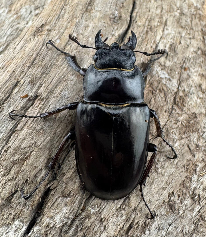 【WD】《プロメテウスミヤマクワガタ 34mm ペア》