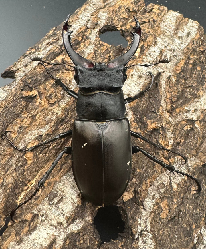 即ブリ《アクベシアヌスミヤマ 66mm ペア》