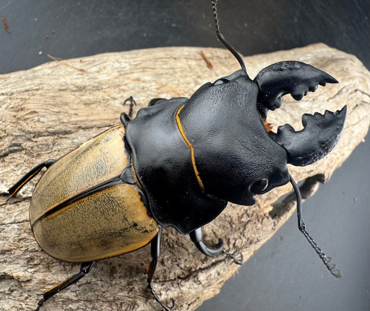 【WD】大型《カステルナウディツヤ 83mm ペア》