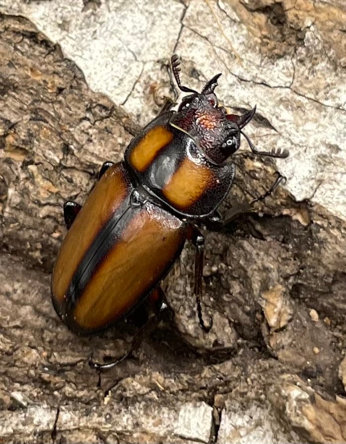 【WD】《スツラリスノコギリクワガタ 40mm ♂♀♀トリオ》