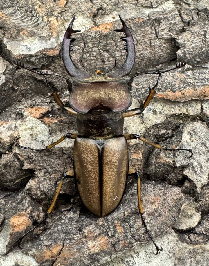 【WD】《デラバイミヤマ 47mm B品ペア》