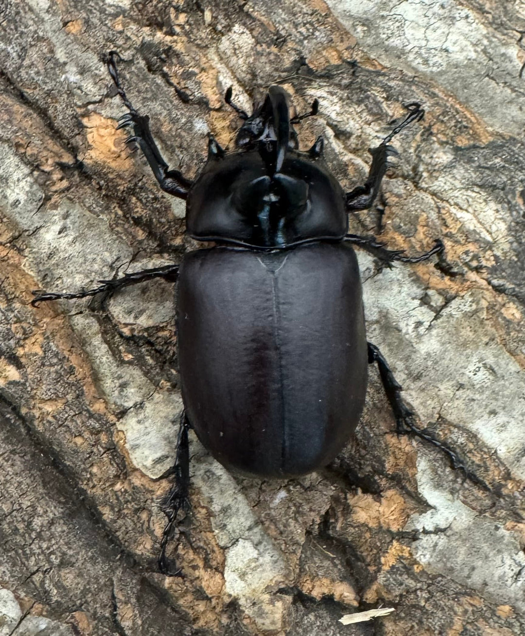 【WD】《ビルマニクス ゴホンツノ 55mm ペア》