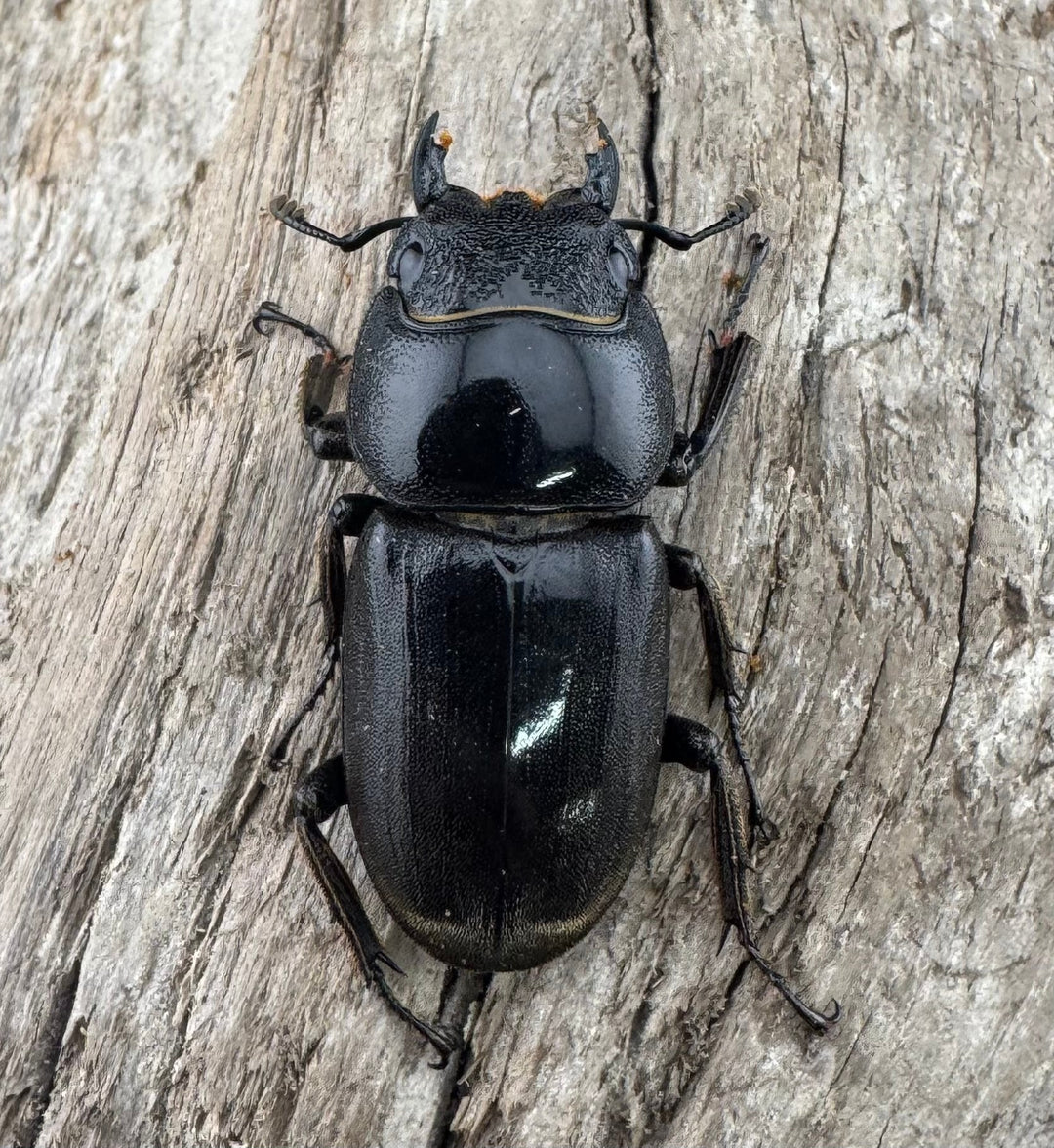 【WD】《西ペレンヒラタ（スラウェシオオヒラタ） 94mm ペア》