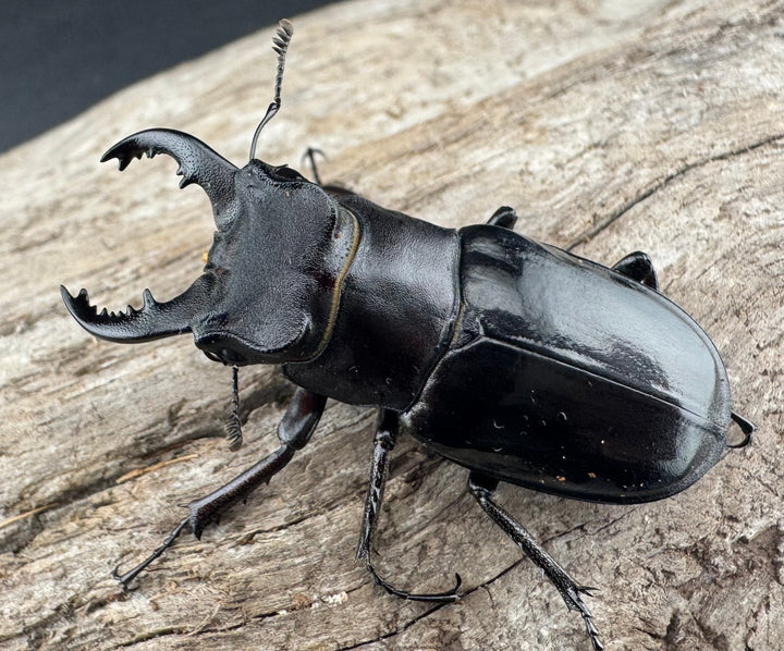 【WF1】《クリイロミヤマ 秀林郷産 44mm ペア》