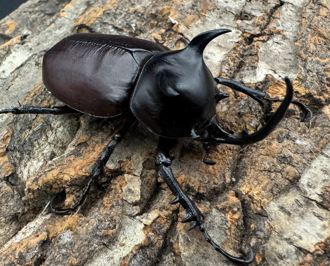 【WD】《シャムゴホンツノカブト 58mm B品ペア》