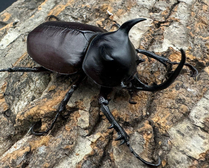 【WD】《シャムゴホンツノカブト 58mm B品ペア》