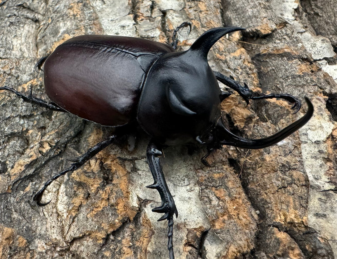 【WD】《シャムゴホンツノカブト 60mm ペア》