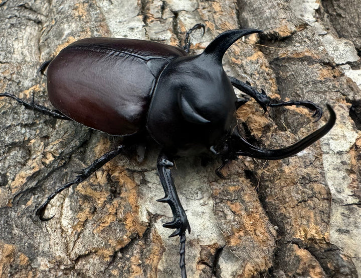 【WD】《シャムゴホンツノカブト 60mm ペア》