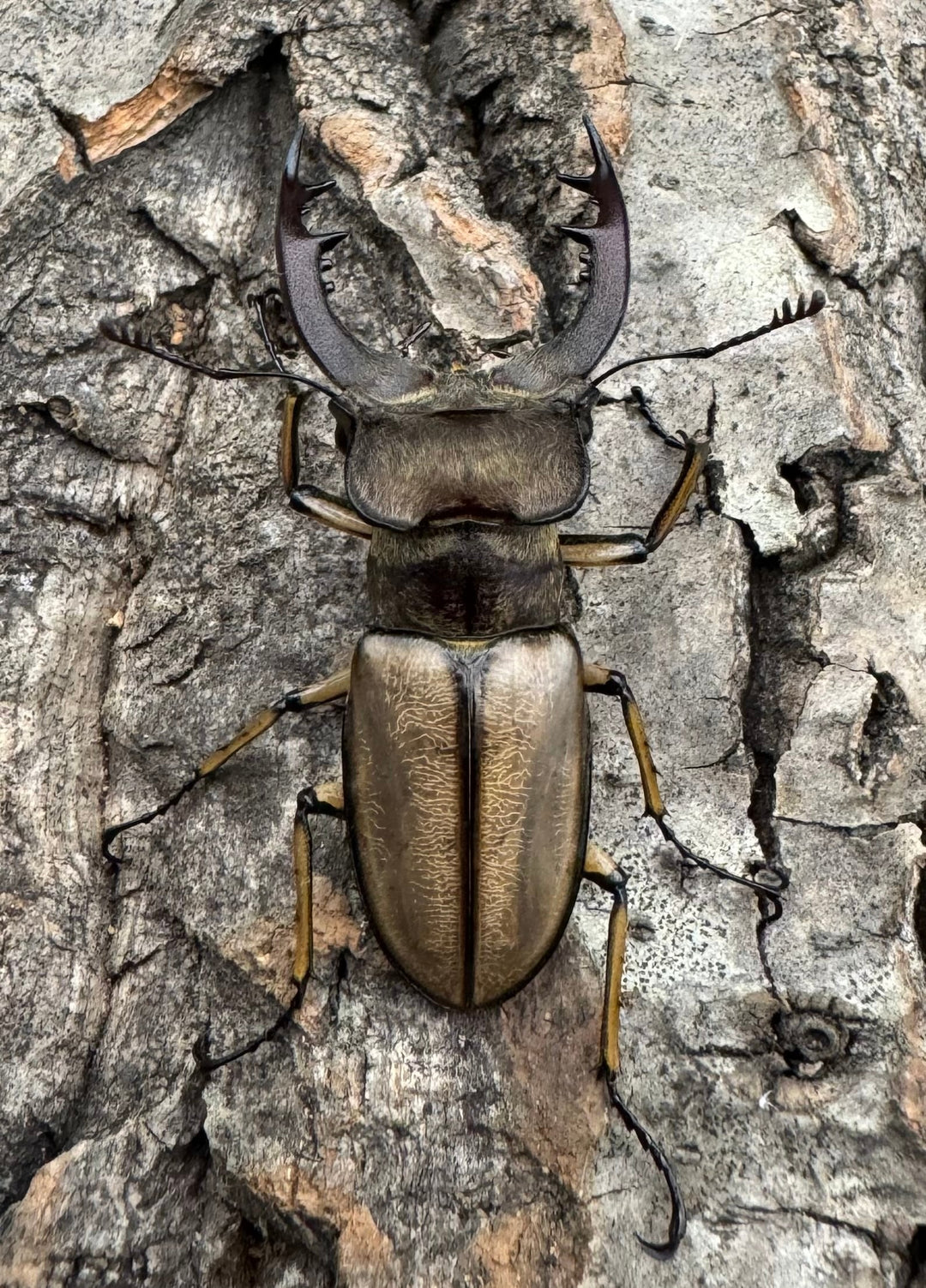 【WD】《デラバイミヤマ 43mm B品ペア》