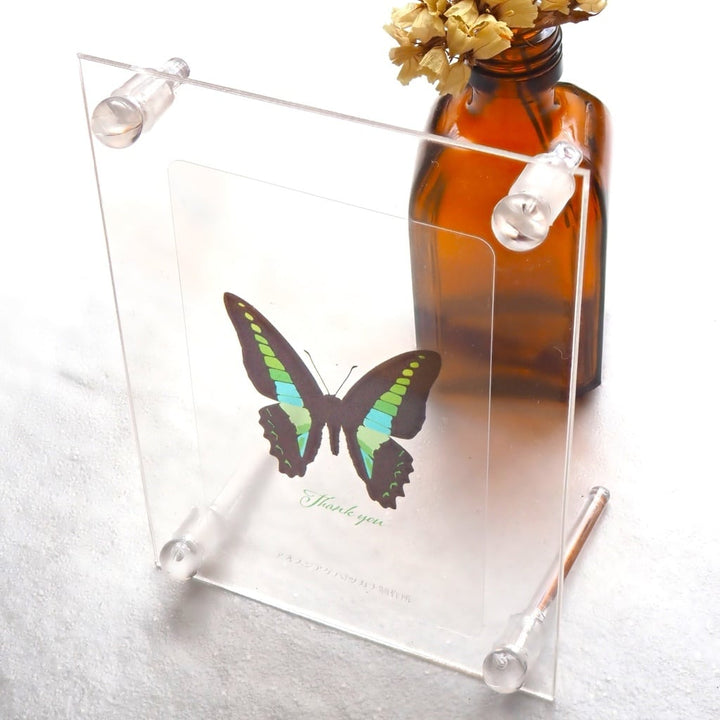 Thank you クリアカード 5枚入り（アオスジアゲハ）