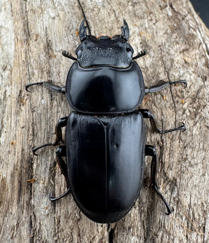 【WD】《アンタエウスオオクワ カオバン産 63mm ペア》