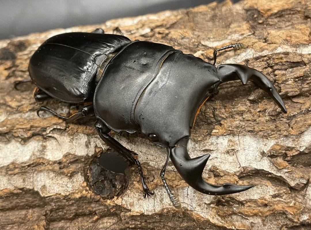 《インドグランディス亜種moriyai Garda95.0血統 75mm ペア》