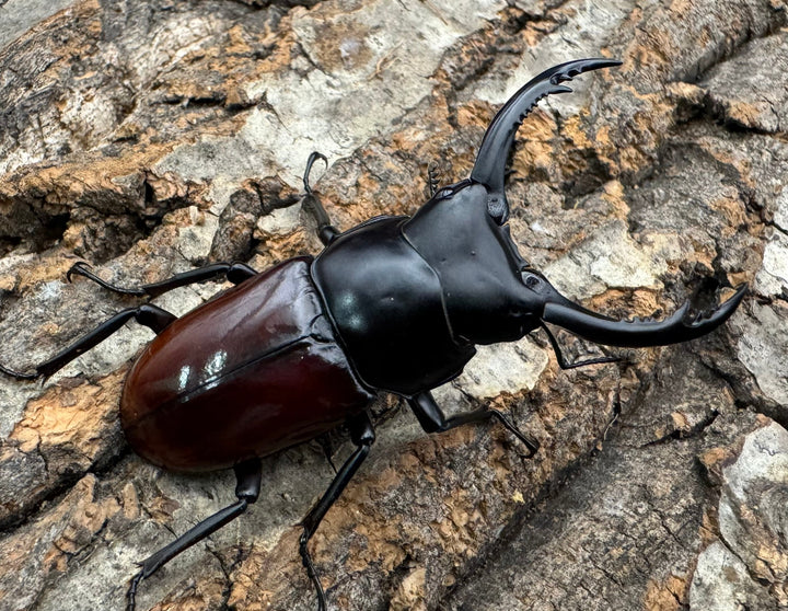 【WF2】《アローコクワ亜種ノブヒロイ 57mm ♂♀♀トリオ》