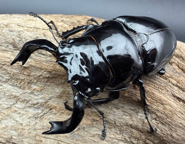 《タランドゥスオオツヤクワガタ 74.5mm ペア》