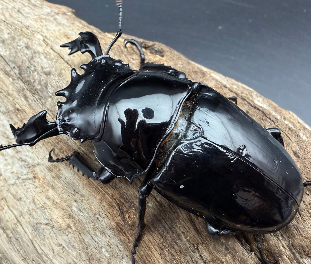 《タランドゥスオオツヤクワガタ 76.5mm ペア》
