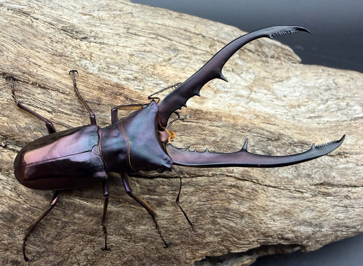 《メタリフェルホソアカ亜種フィナエ パープル系 71.5mm ペア》